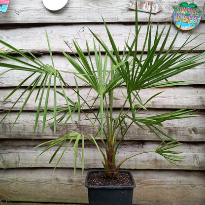 Livistona australis total 120-130 cm