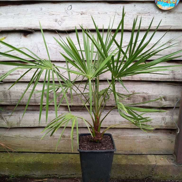 Livistona australis, cabbage palm