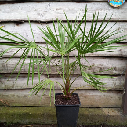 Livistona australis, cabbage palm