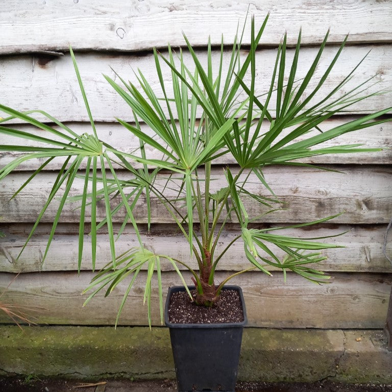 Livistona australis, koolpalm