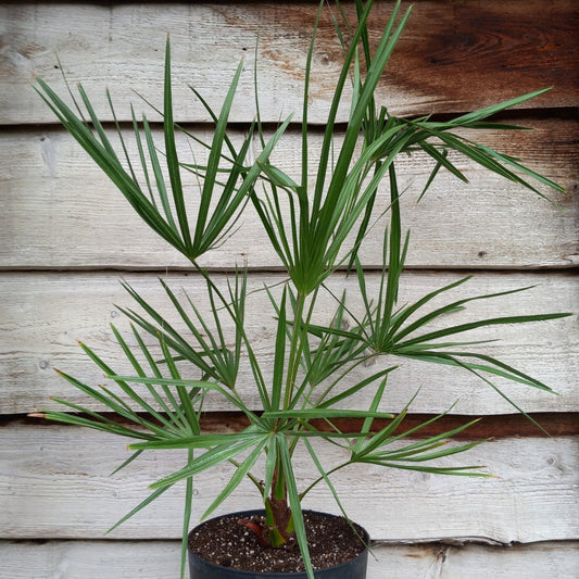 Livistona australis, stem/plant/total ± 10/80/100, 9 ltr. pot