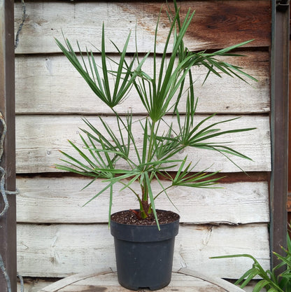 Livistona australis, stem/plant/total ± 10/80/100, 9 ltr. pot