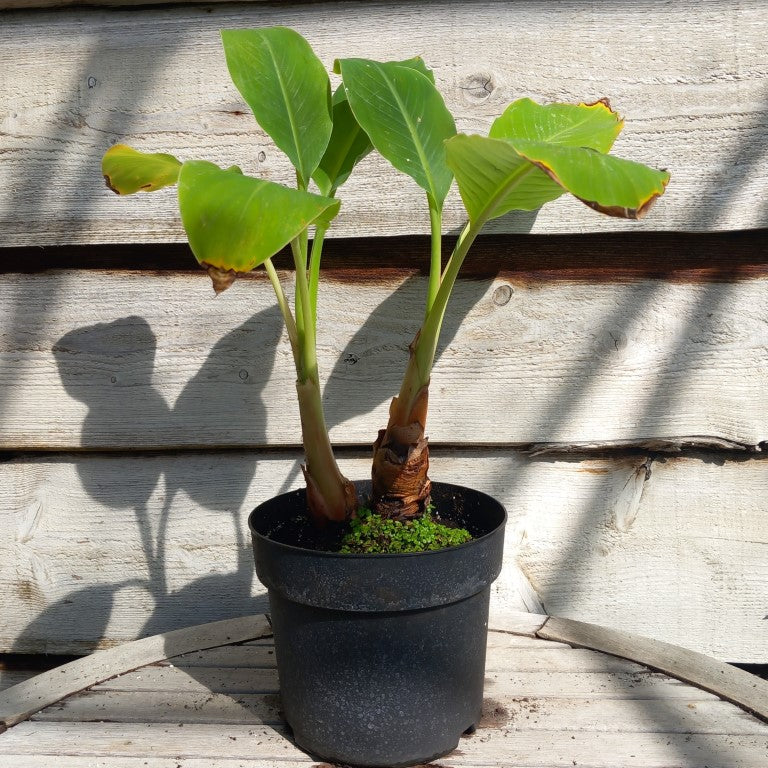 Musella lasiocarpa (Golden Lotus), total 55 cm, pot Ø 20 cm (No. 2)