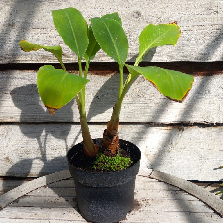 Musella lasiocarpa (Golden Lotus), total 55 cm, pot Ø 20 cm (No. 2)