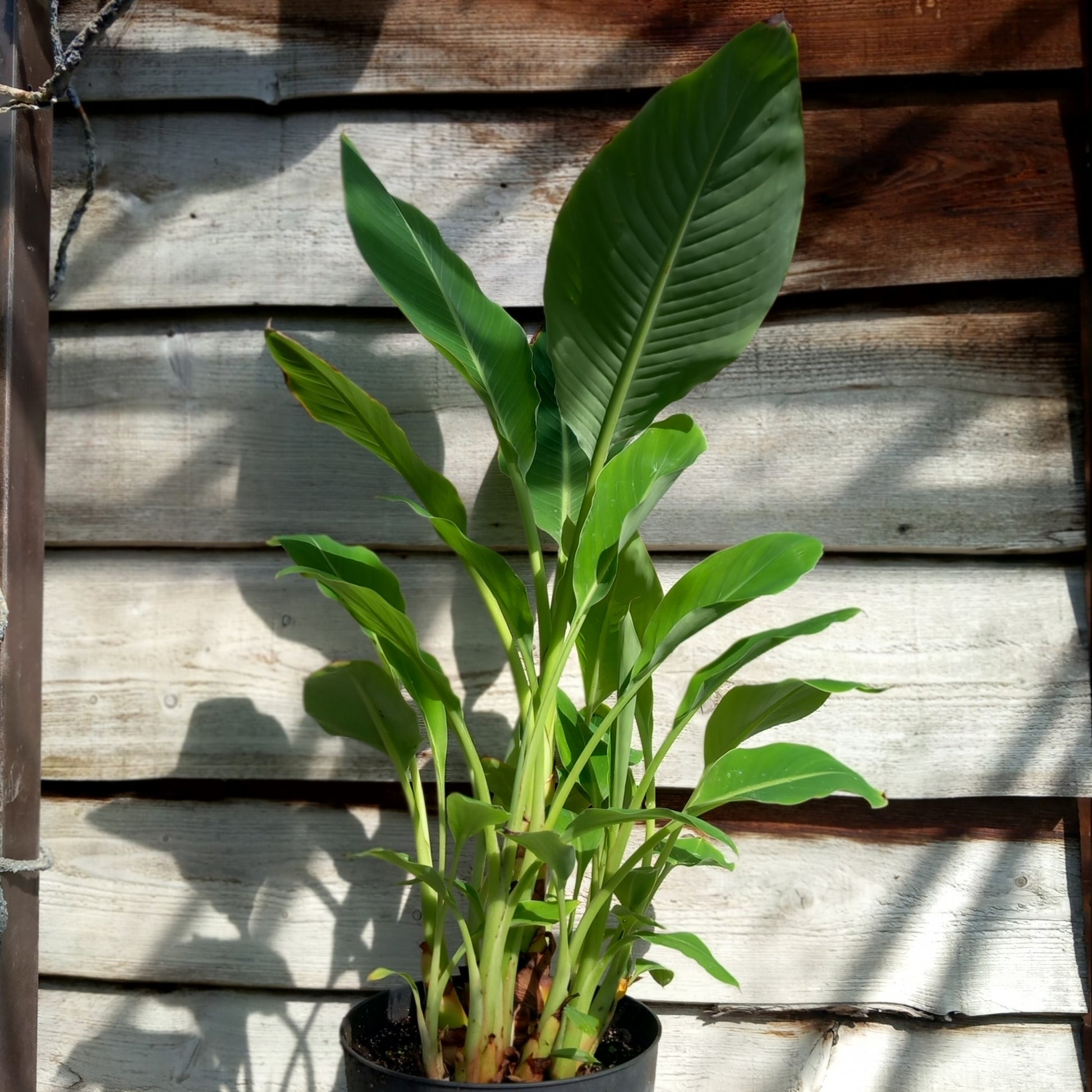 Musella lasiocarpa (Golden Lotus), total 110 cm, pot Ø 27 cm (No. 5)