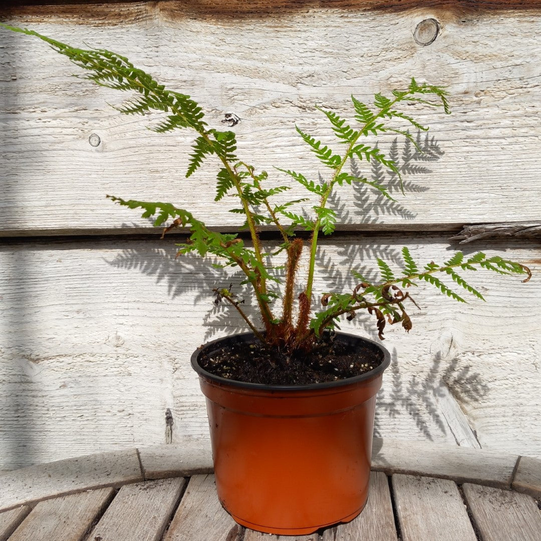 Cyathea New Caledonian Red, total 40+ cm, pot 13 cm