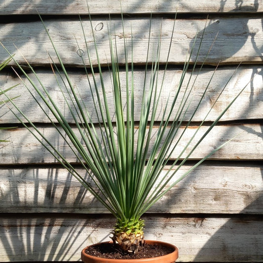 Nolina nelsonii, stem//total 15/105 cm, pot Ø 32 cm (SH03)