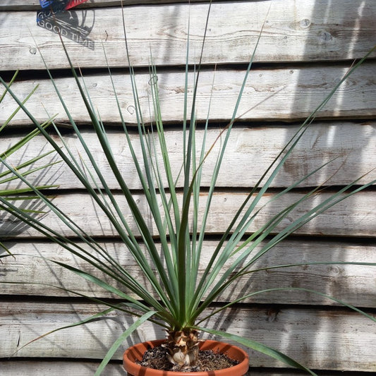 Nolina nelsonii, total 115 cm, pot Ø 30 cm (No. 2)