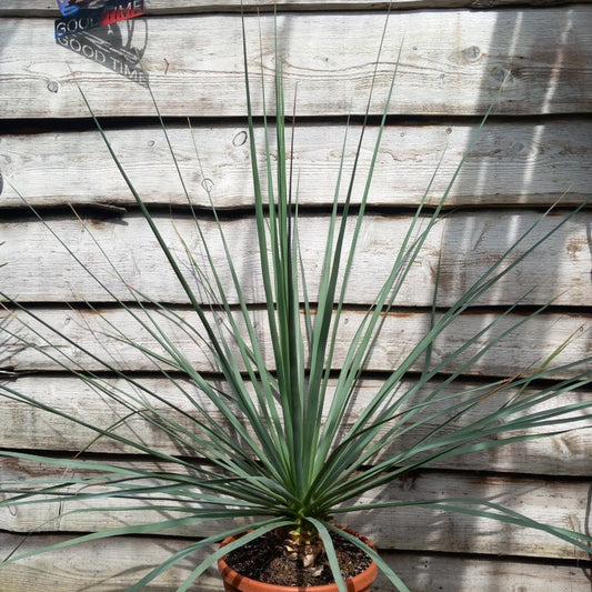 Nolina nelsonii, total 130 cm, pot Ø 30 cm (No. 5)