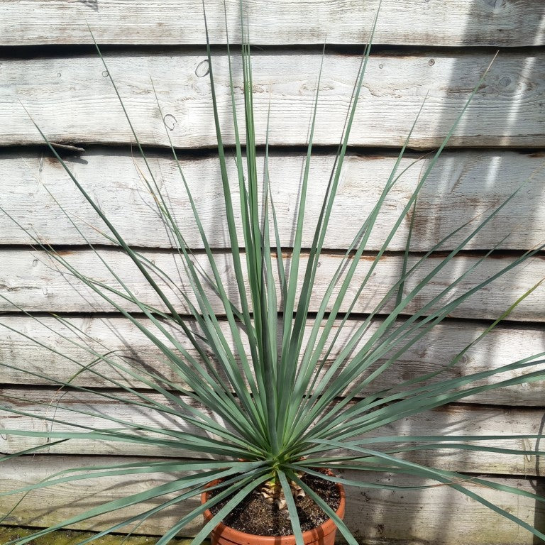 Nolina nelsonii, total 130 cm, pot Ø 30 cm (No. 5)