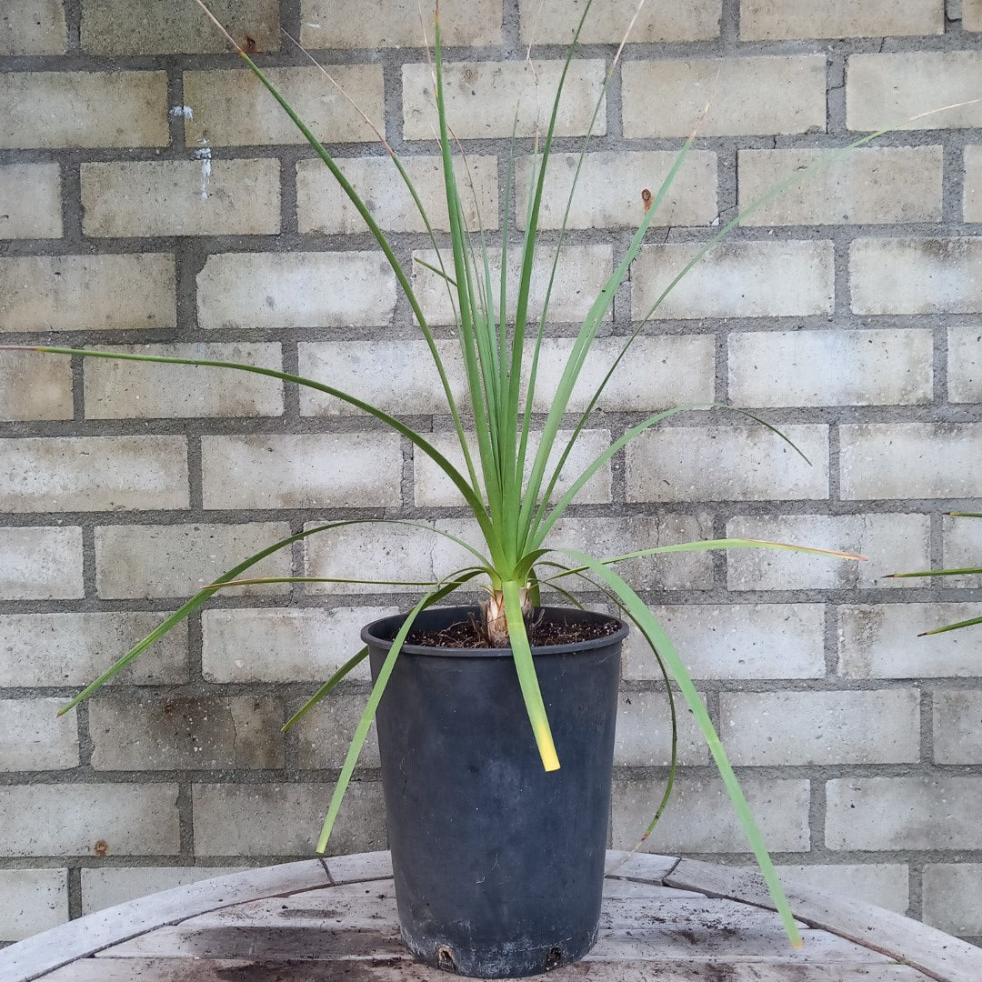 Nolina longifolia, plant/total 55/70 cm, 3 ltr. pot