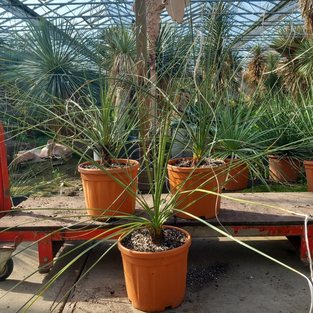 Nolina microcarpa, total 120-150 cm, pot Ø27 cm