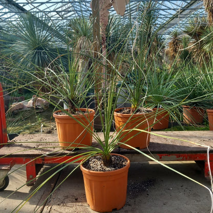 Nolina microcarpa, total 120-150 cm, pot Ø27 cm