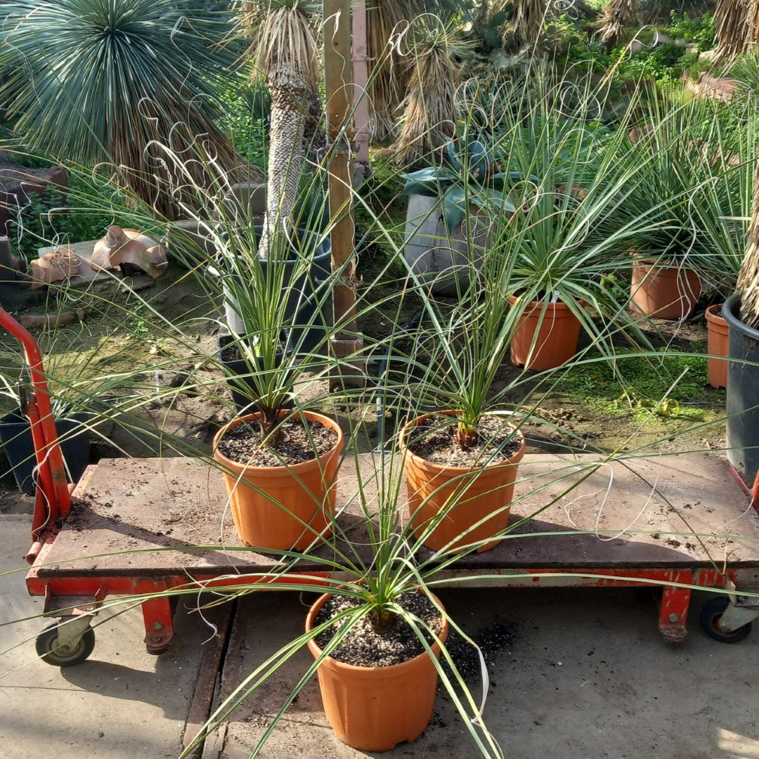 Nolina microcarpa, total 120-150 cm, pot Ø27 cm