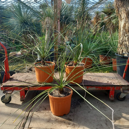 Nolina microcarpa, total 120-150 cm, pot Ø27 cm