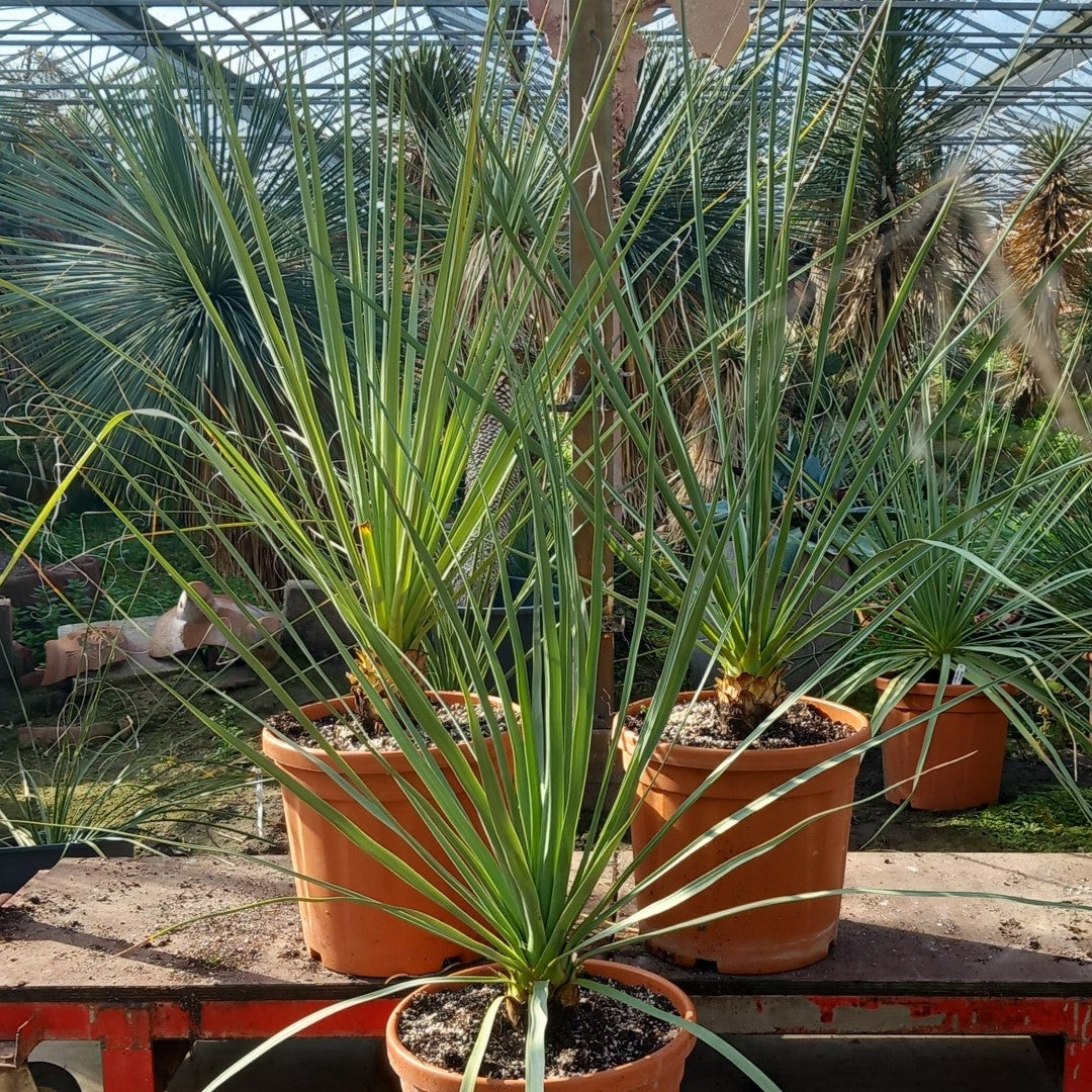 Nolina nelsonii, total 110-140 cm, pot Ø 30 cm