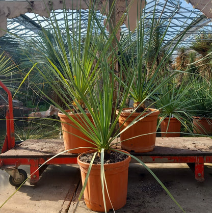 Nolina nelsonii, total 110-140 cm, pot Ø 30 cm