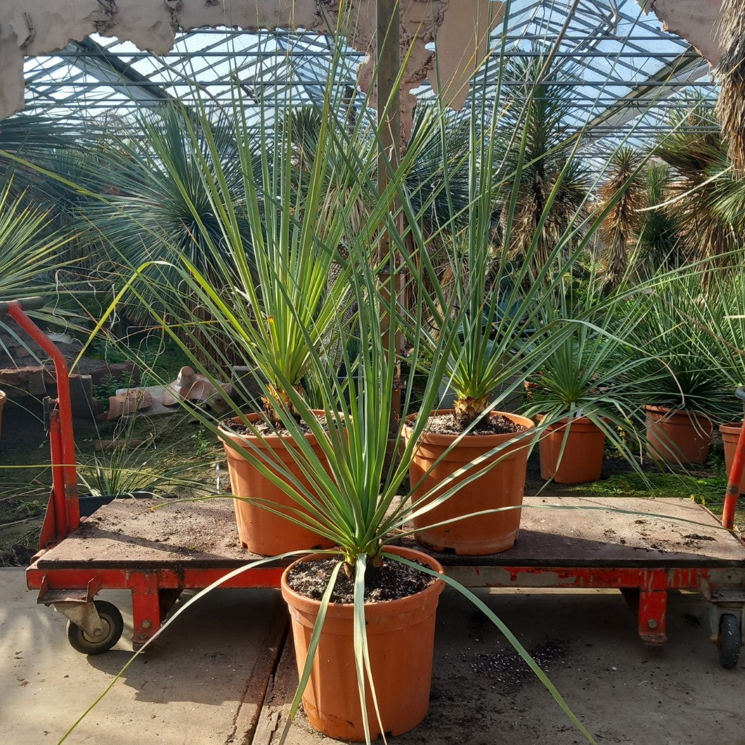 Nolina nelsonii, total 110-140 cm, pot Ø 30 cm