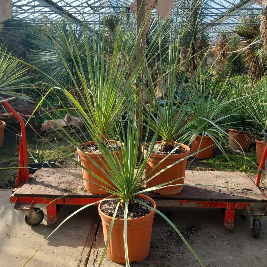 Nolina nelsonii, total 110-140 cm, pot Ø 30 cm