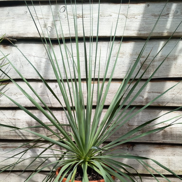 Nolina nelsonii, total 115 cm, pot Ø 30 cm (No. 4)