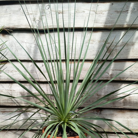 Nolina nelsonii, total 115 cm, pot Ø 30 cm (No. 4)
