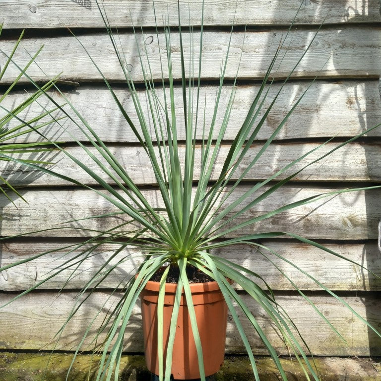 Nolina nelsonii, total 115 cm, pot Ø 30 cm (No. 4)