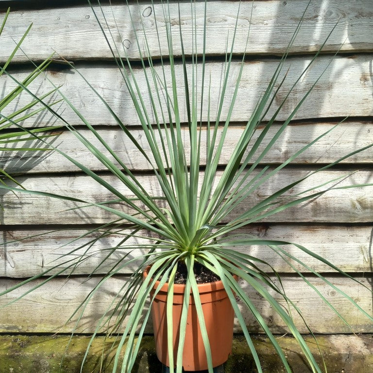 Nolina nelsonii, total 115 cm, pot Ø 30 cm (No. 4)
