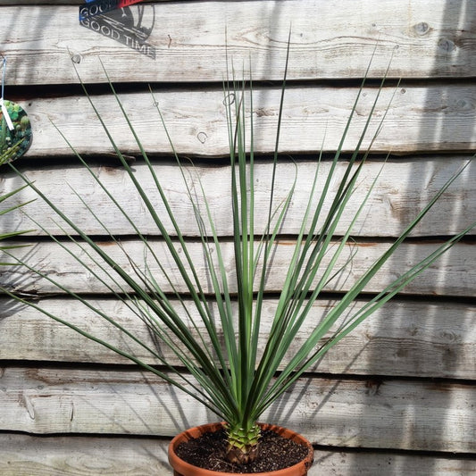 Nolina nelsonii, total 115 cm, pot Ø 30 cm (No. 6)