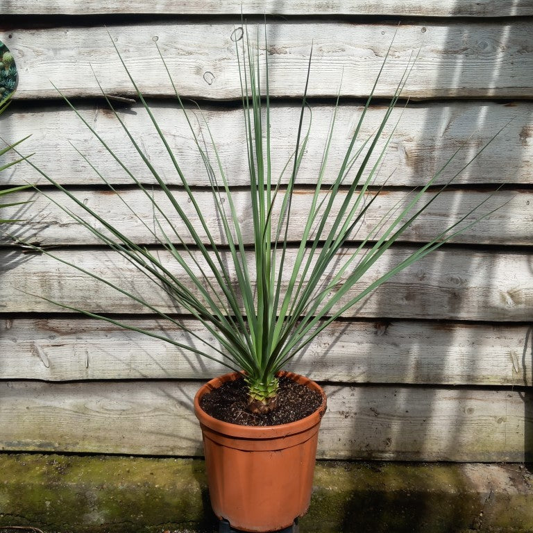 Nolina nelsonii, total 115 cm, pot Ø 30 cm (No. 6)