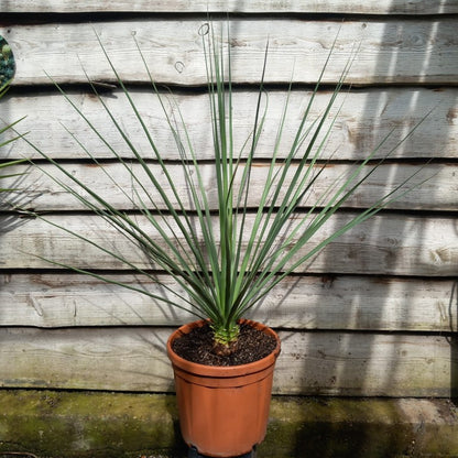 Nolina nelsonii, total 115 cm, pot Ø 30 cm (No. 6)