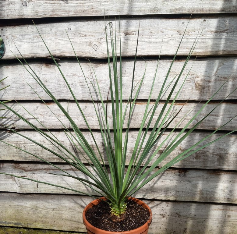 Nolina nelsonii, total 115 cm, pot Ø 30 cm (No. 6)