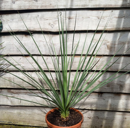 Nolina nelsonii, total 115 cm, pot Ø 30 cm (No. 6)