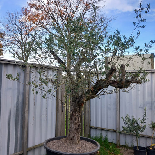 Olive tree, total 270 cm (No. 1)
