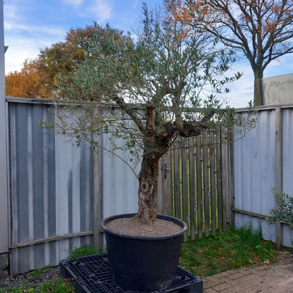 Olive tree, total 270 cm (No. 1)