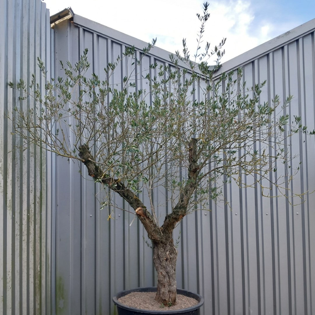 Olive tree, total 290 cm (No. 2)