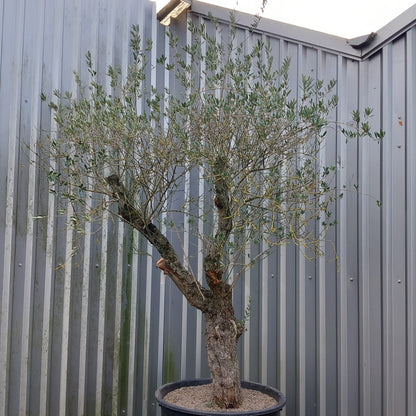 Olive tree, total 290 cm (No. 2)