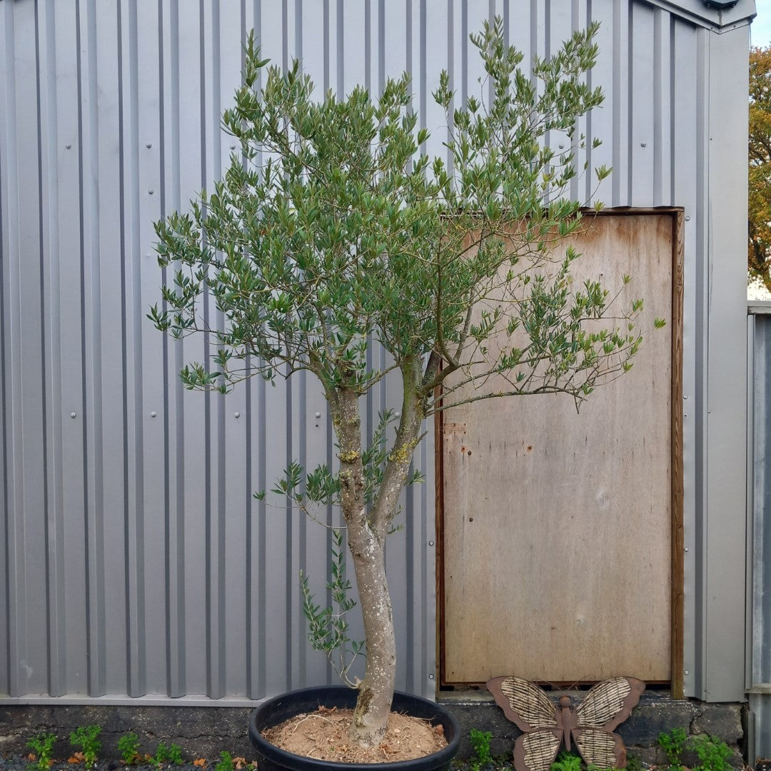 Olive tree, total 280 cm (No. 3)