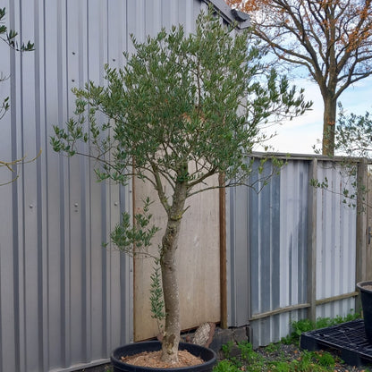 Olive tree, total 280 cm (No. 3)