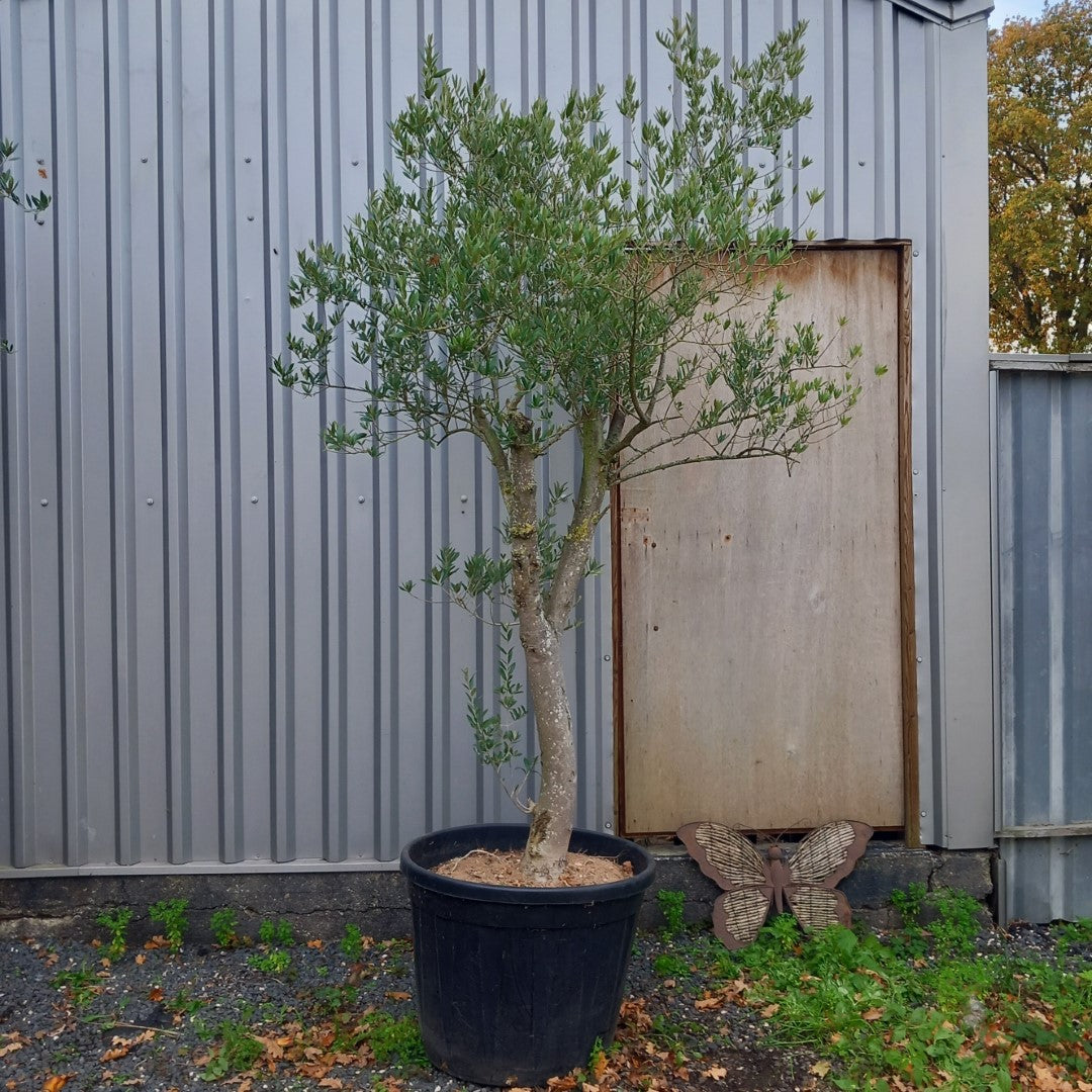Olive tree, total 280 cm (No. 3)