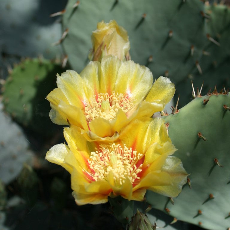 Opuntia macrocentra