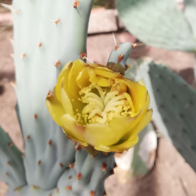 Opuntia robusta