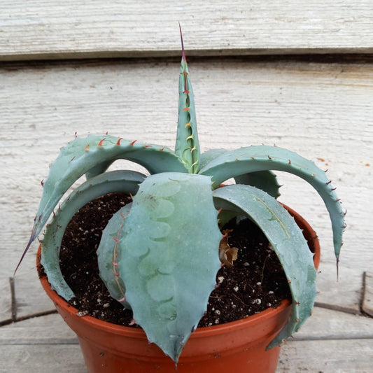 Agave ovatifolia, diam. 20 cm, pot Ø 15 cm (No. 2)