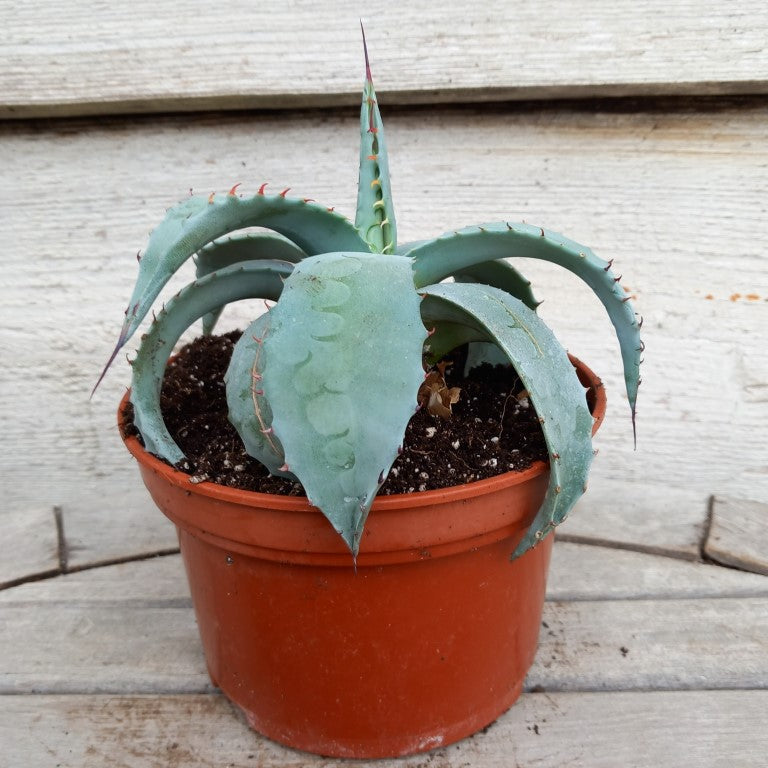 Agave ovatifolia, diam. 20 cm, pot Ø 15 cm (No. 2)