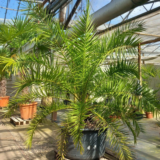 Phoenix canariensis, stem/plant/total 35/160/195, pot Ø 62 cm (No. 1)