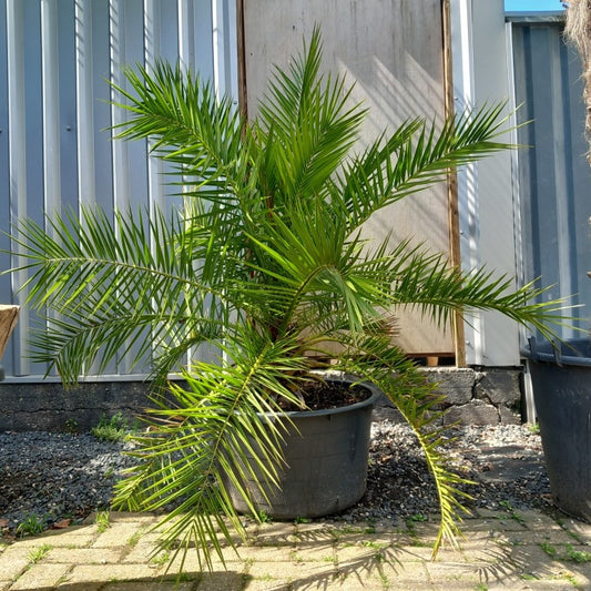 Phoenix canariensis, stem/plant/total 25/120/160 cm, pot Ø 55 cm (No. 3)
