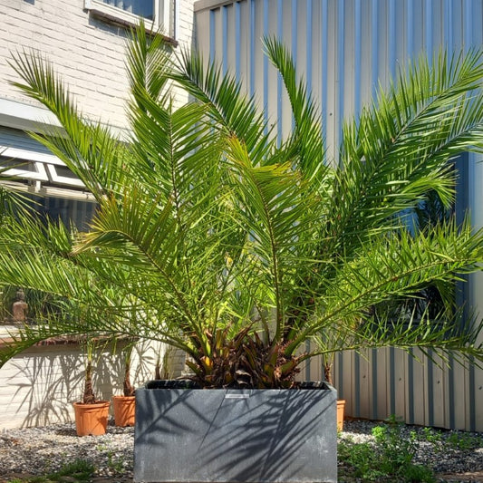 Phoenix canariensis, stem/plant/total 30+3525/195/240 cm, pot 100*47 cm (No. 4)