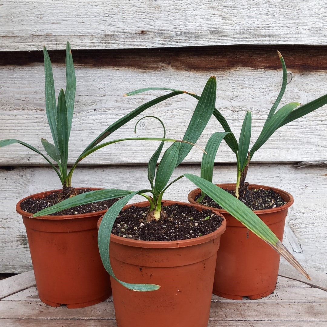 Sabal minor var. louisiana, 2 ltr. pot