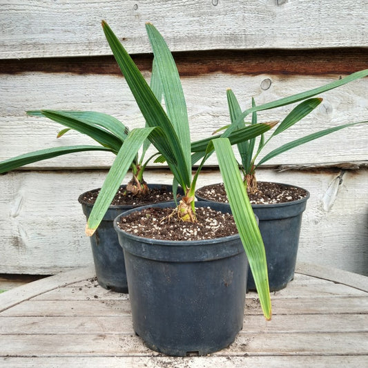 Sabal minor var. louisiana,