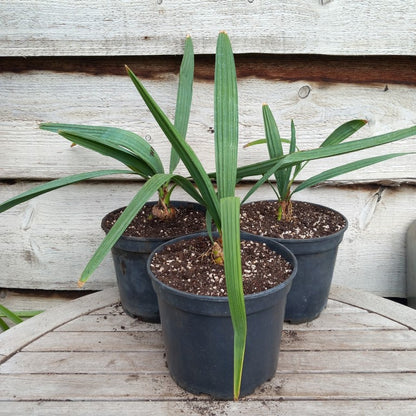 Sabal minor var. louisiana,