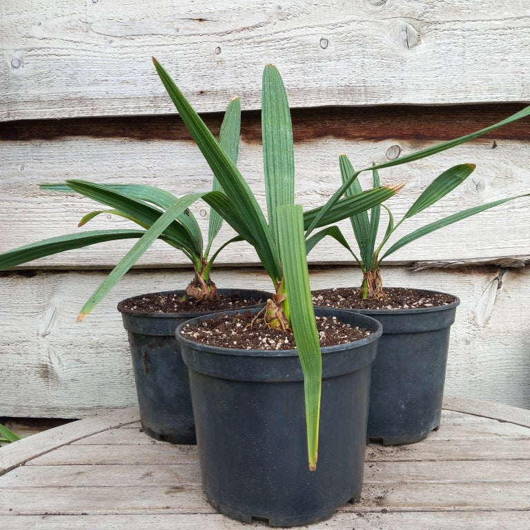 Sabal minor var. louisiana,